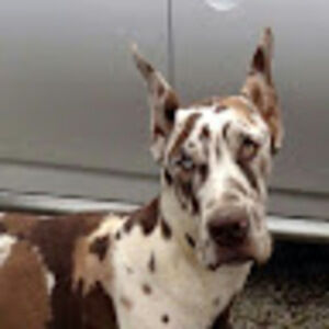 Meet your Posher, Amor